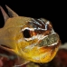 cardinalfish_coral_han_baa_v_0131_mal0529.jpg